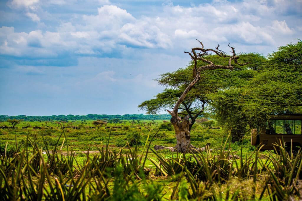 Lone tree standing in a lush savanna with a viewing hut in the foreground.