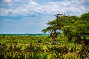 Lone tree standing in a lush savanna with a viewing hut in the foreground.