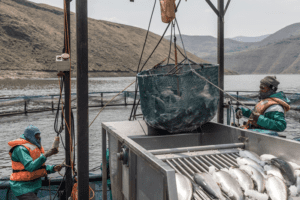 Workers harvest fish from an aquaculture farm.