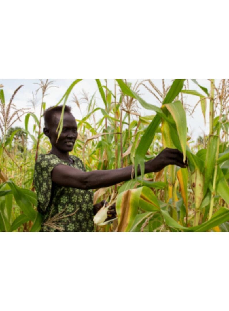 A farmer inspecting corn stalks in a field.