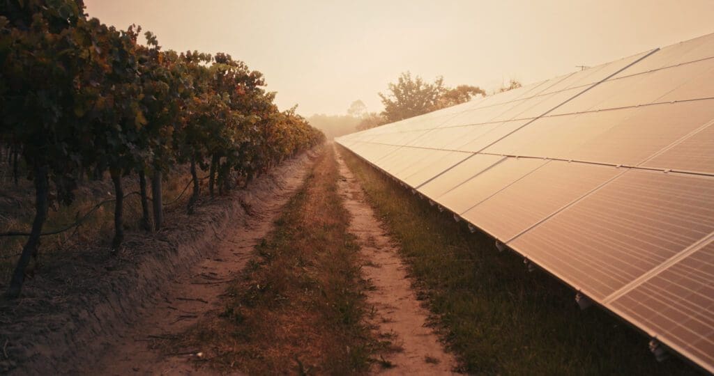 Vineyard rows beside solar panels at sunset.