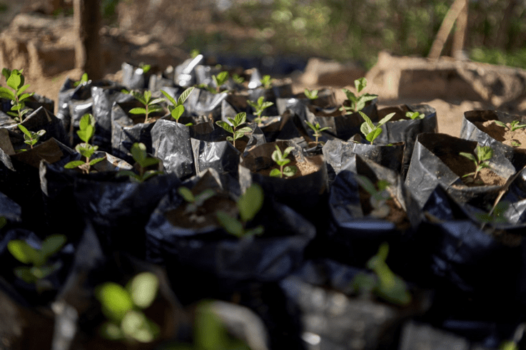 Young plants growing in a nursery with black plastic bags as containers.