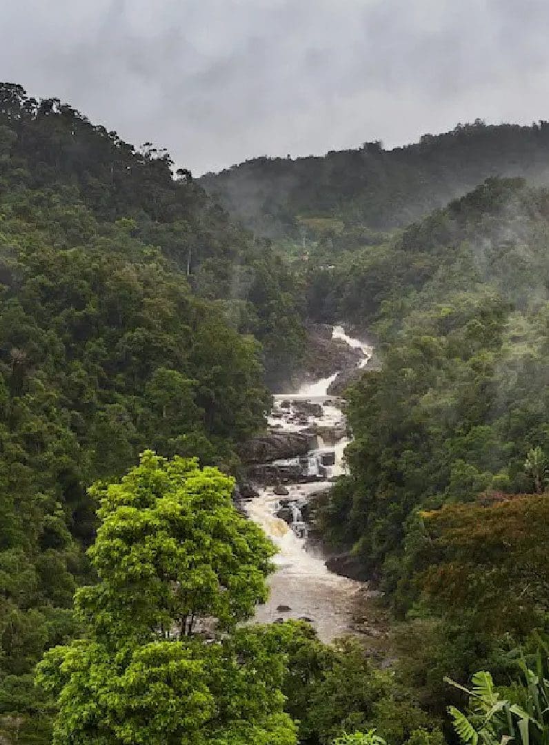 A cascading river flows through a lush, misty forest.