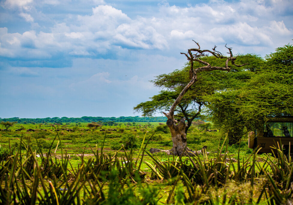 Lone tree standing in a lush savanna with a viewing hut in the foreground.