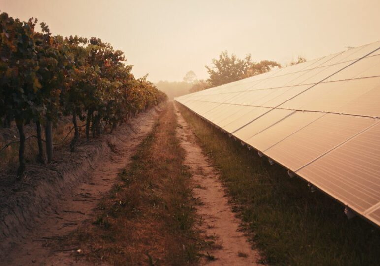 Vineyard rows beside solar panels at sunset.